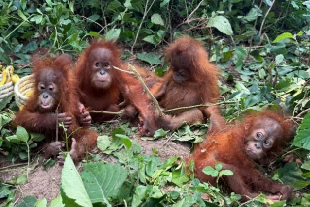 Indonesia akan Pulangkan 5 Bayi Orangutan yang Diduga Diselundupkan ke India